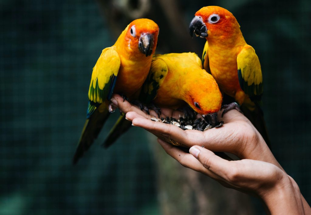 Birds