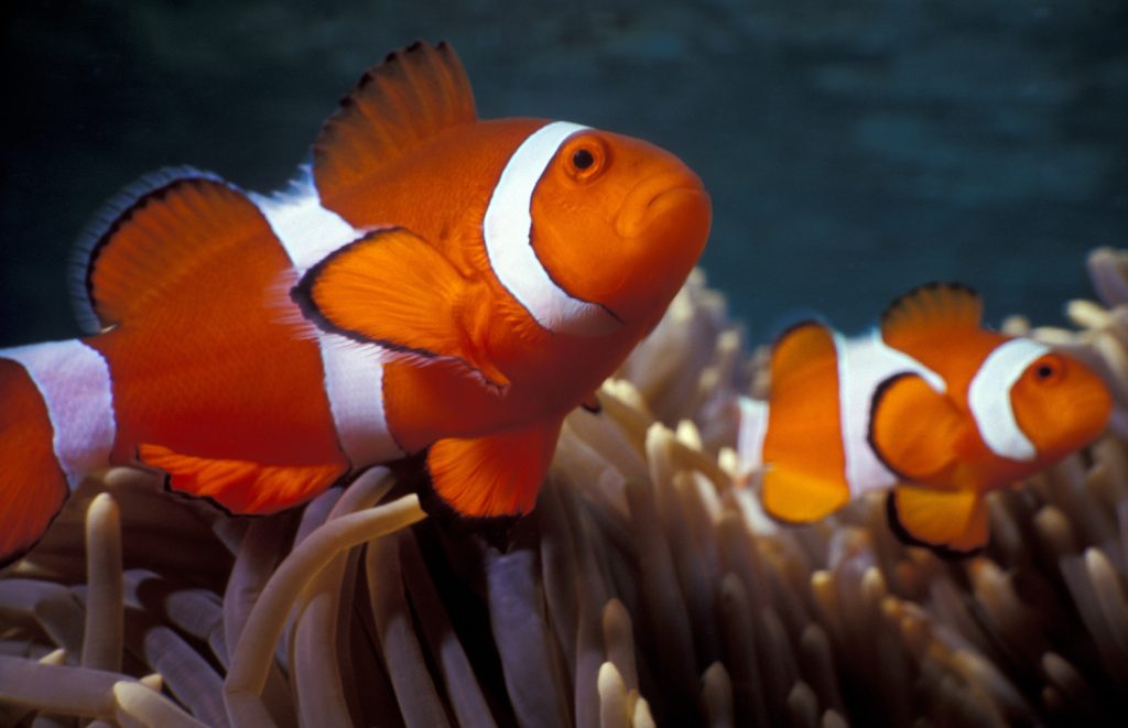 Fish