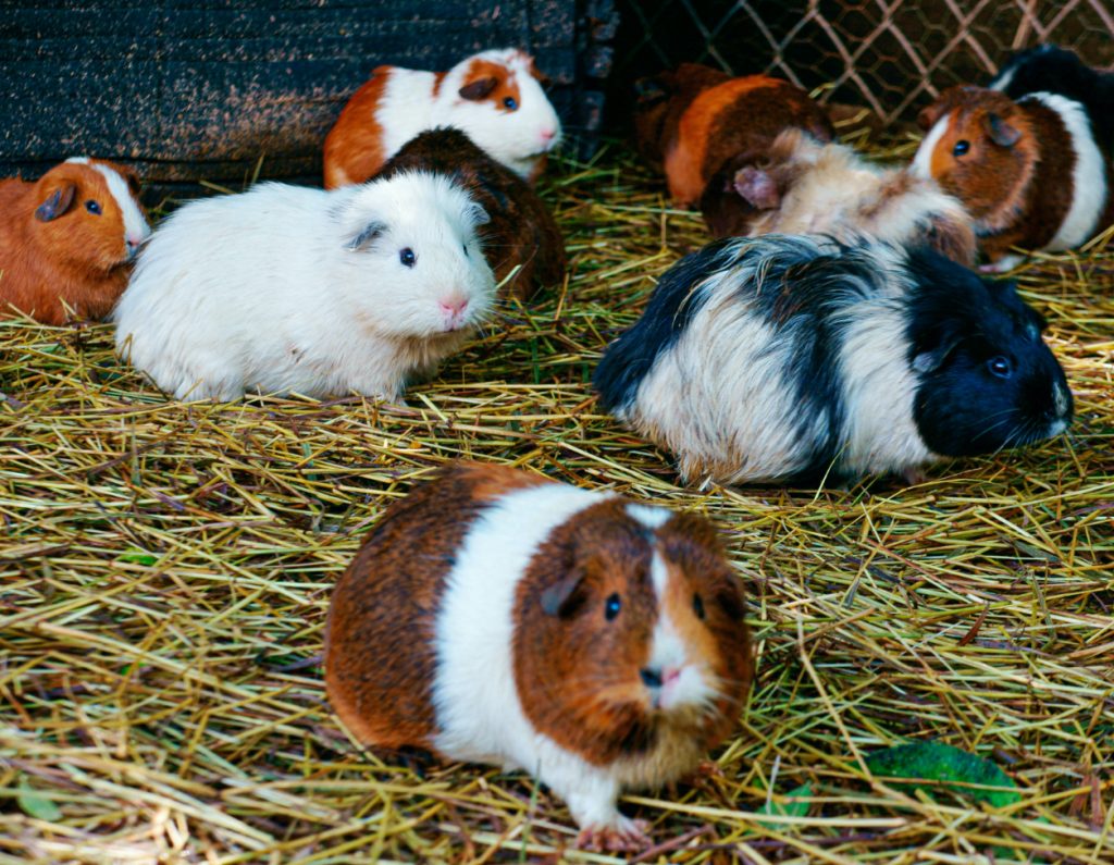 Rodents