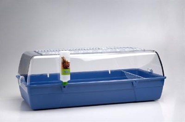 Terārijs trušiem.Rody Cavia
