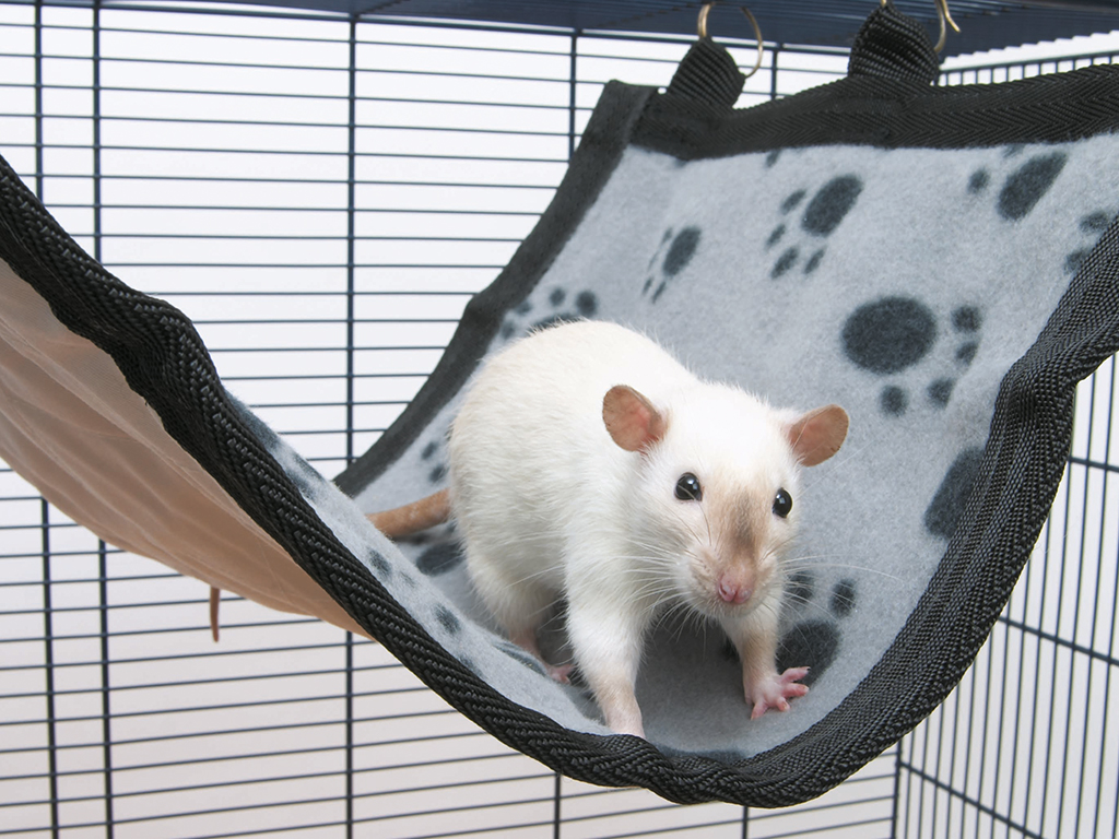 Relax de Luxe flat rodent house L